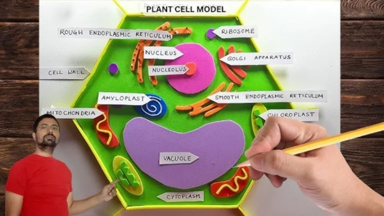 Exploring Biology with the Plant Cell 3D Model Kit A Hands-On Learning Experience